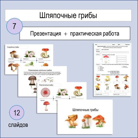 Презентация по теме: «Шляпочные грибы» + Практическая работа № 9 «Изучение строения плодовых тел шляпочных грибов».
