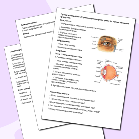 Практическая работа: «Изучение строения органа зрения (на муляже и влажном препарате)»