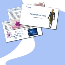 Презентация «Нервная система» (Организм человека и его здоровье) для подготовки к ОГЭ и ЕГЭ