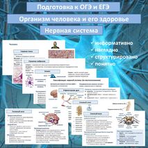 Презентация «Нервная система» (Организм человека и его здоровье) для подготовки к ОГЭ и ЕГЭ