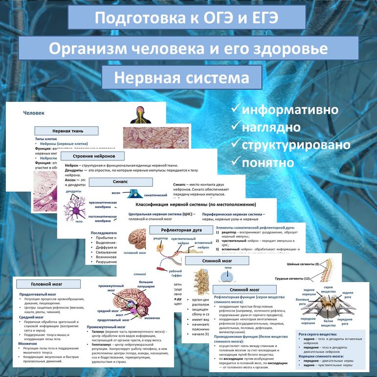 Презентация «Нервная система» (Организм человека и его здоровье) для подготовки к ОГЭ и ЕГЭ
