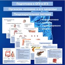 Презентация «Пищеварительная система» (Организм человека и его здоровье) для подготовки к ОГЭ и ЕГЭ
