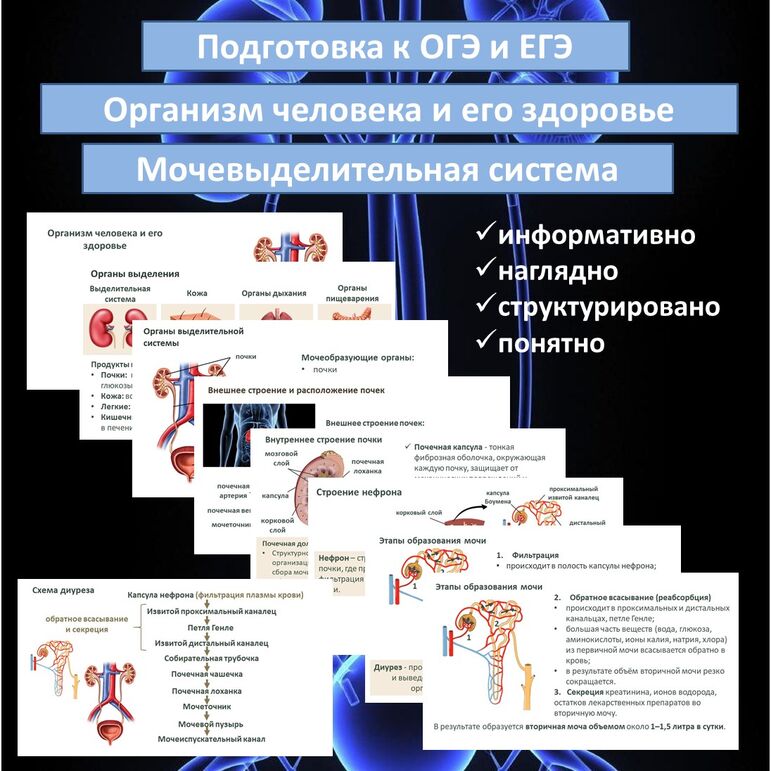 Презентация «Мочевыделительная система» (Организм человека и его здоровье) для подготовки к ОГЭ и ЕГЭ