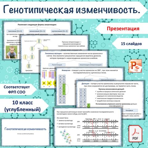 Презентация «Генотипическая изменчивость», 10 класс (углубленный уровень)
