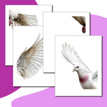 Оформление окон. Акция 