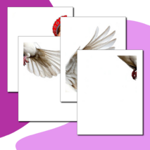 Оформление окон. Акция 