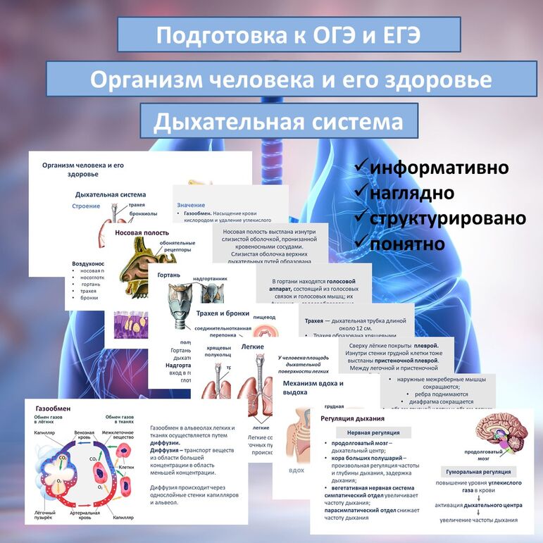 Презентация «Дыхательная система» (Организм человека и его здоровье) для подготовки к ОГЭ и ЕГЭ