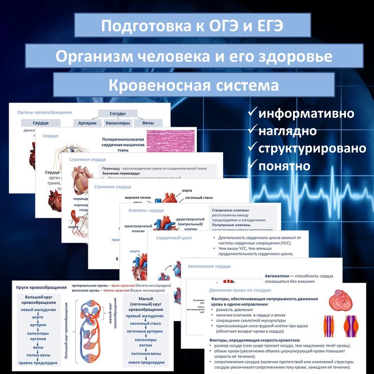 Презентация «Кровеносная система» (Организм человека и его здоровье) для подготовки к ОГЭ и ЕГЭ