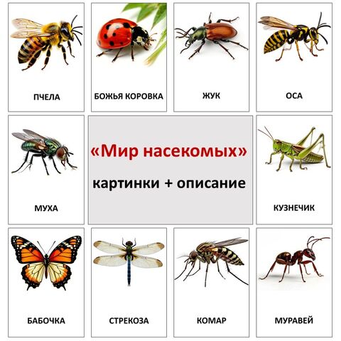 Наглядно-дидактический материал «Мир насекомых»