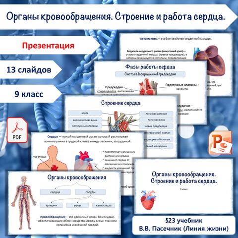 Презентация «Органы кровообращения. Строение и работа сердца», 9 класс
