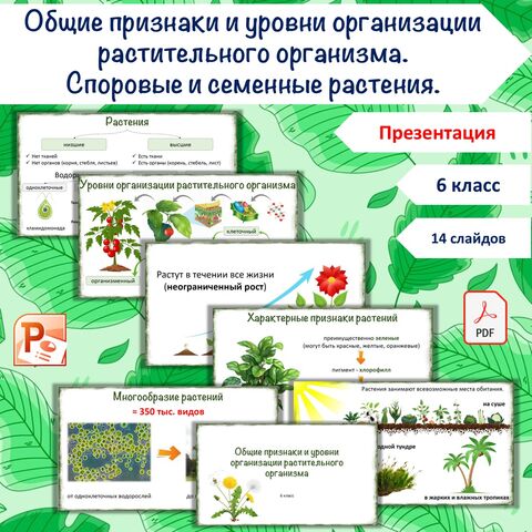 Презентация «Общие признаки и уровни организации растительного организма» + «Споровые и семенные растения», 6 класс