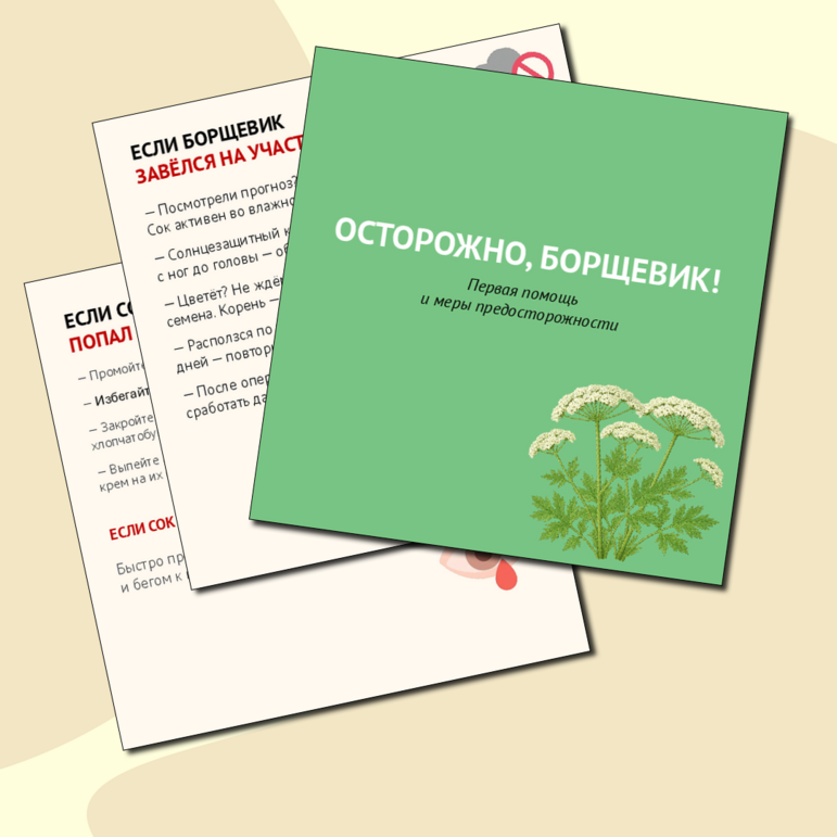 Осторожно, борщевик! Первая помощь и меры предосторожности (карточки ...