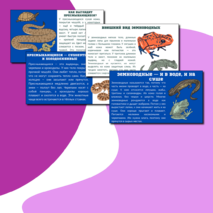 Презентация по теме: «Мир животных: земноводные и пресмыкающиеся. Особенности внешнего вида, условия жизни, передвижения, питания: узнавание, называние, описание»