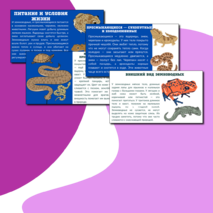 Презентация по теме: «Мир животных: земноводные и пресмыкающиеся. Особенности внешнего вида, условия жизни, передвижения, питания: узнавание, называние, описание»