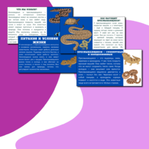 Презентация по теме: «Мир животных: земноводные и пресмыкающиеся. Особенности внешнего вида, условия жизни, передвижения, питания: узнавание, называние, описание»