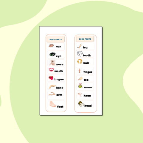 Опорный лист ученика. Части тела (Body Parts).