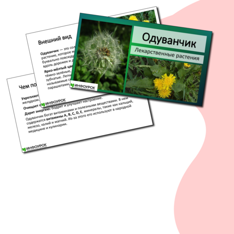 Презентация «Одуванчик»