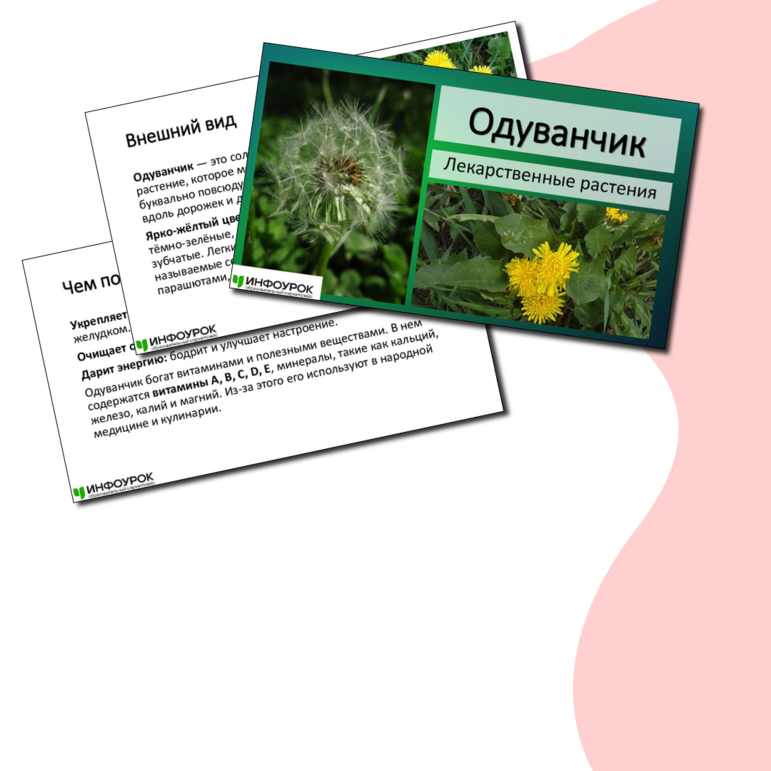 Презентация «Одуванчик»
