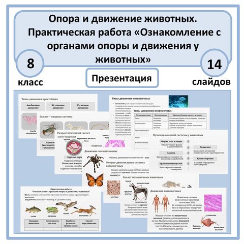 Презентация по биологии «Опора и движение животных. Практическая работа «Ознакомление с органами опоры и движения у животных» 8 класс