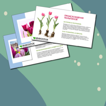 Презентация 