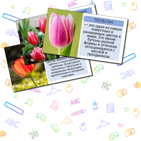 Презентация «Тюльпан»