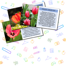 Презентация «Тюльпан»