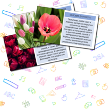 Презентация «Тюльпан»