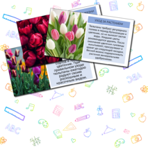 Презентация «Тюльпан»