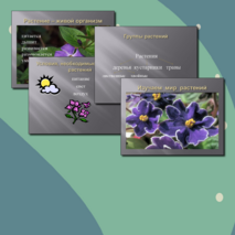 Презентация по познанию мира для 2 класса «Изучаем мир растений»