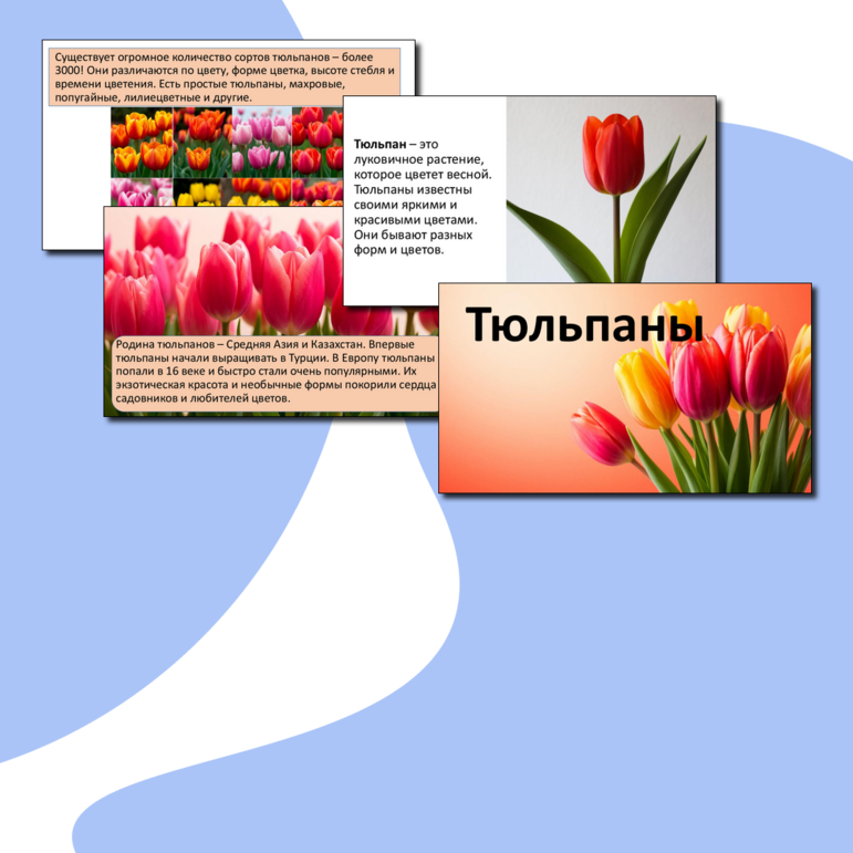 Презентация «Тюльпаны».