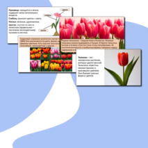 Презентация «Тюльпаны».