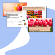 Презентация «Тюльпаны».