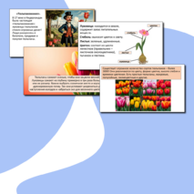 Презентация «Тюльпаны».