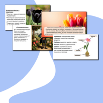 Презентация «Тюльпаны».