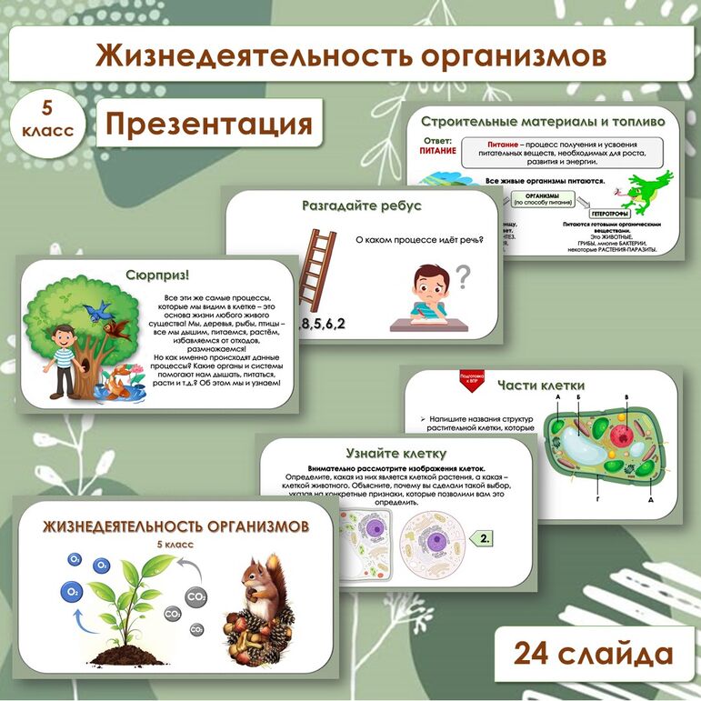 Презентация по биологии «Жизнедеятельность организмов», 5 класс