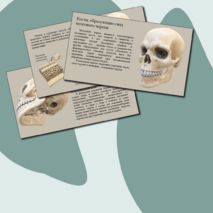 Презентация 