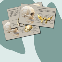 Презентация 