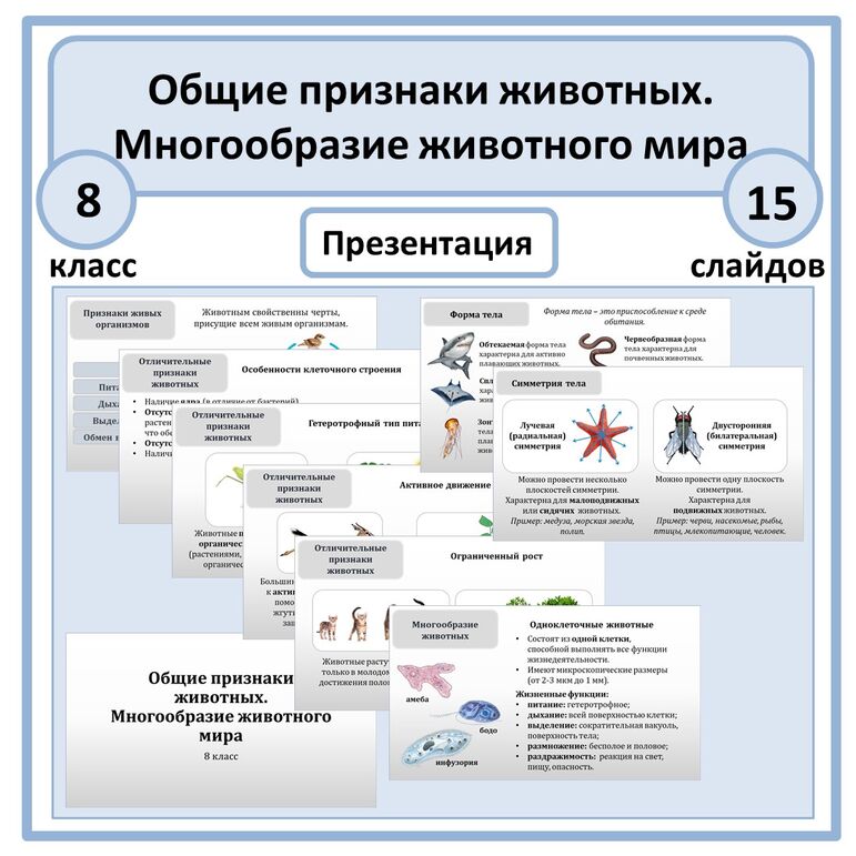 Презентация по биологии «Общие признаки животных. Многообразие животного мира» 8 класс