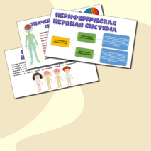 Презентация «Строение нервной системы. Нервная система как единое целое». Биология 9 класс.
