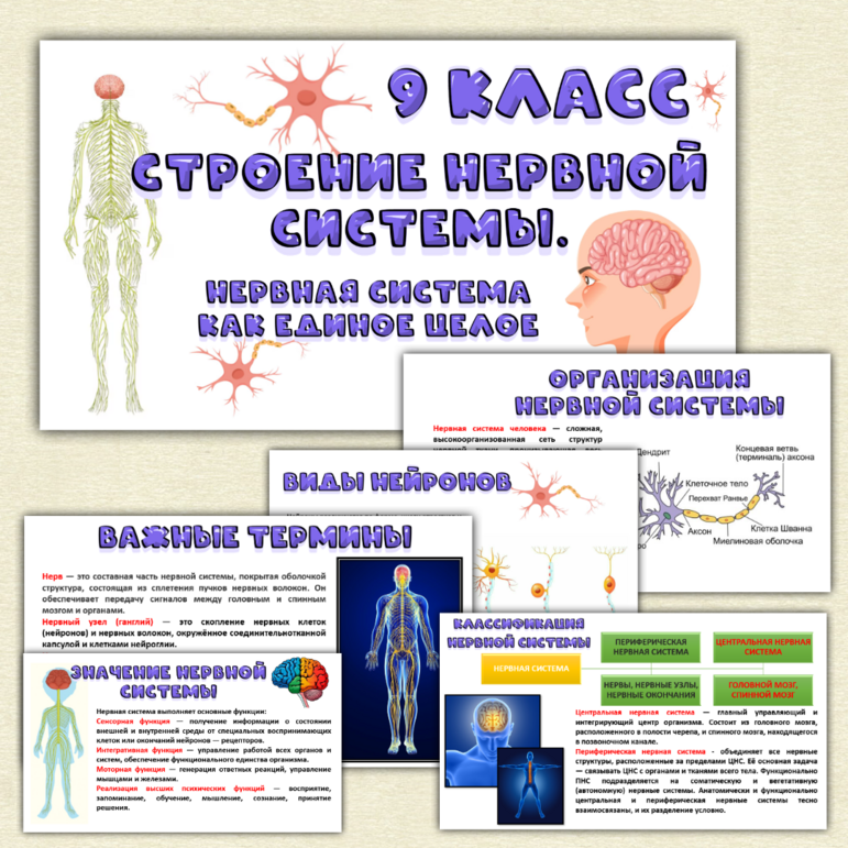 Презентация «Строение нервной системы. Нервная система как единое целое». Биология 9 класс.