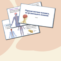 Презентация «Нервная система человека, ее организация и значение», 9 класс