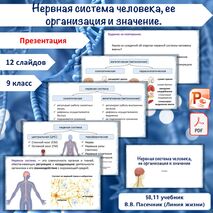 Презентация «Нервная система человека, ее организация и значение», 9 класс