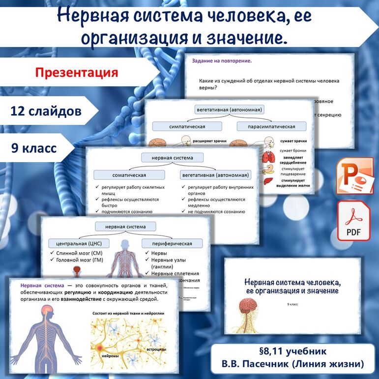 Презентация «Нервная система человека, ее организация и значение», 9 класс