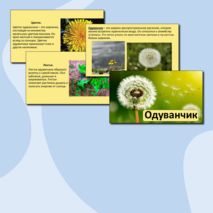 Презентация «Одуванчик».