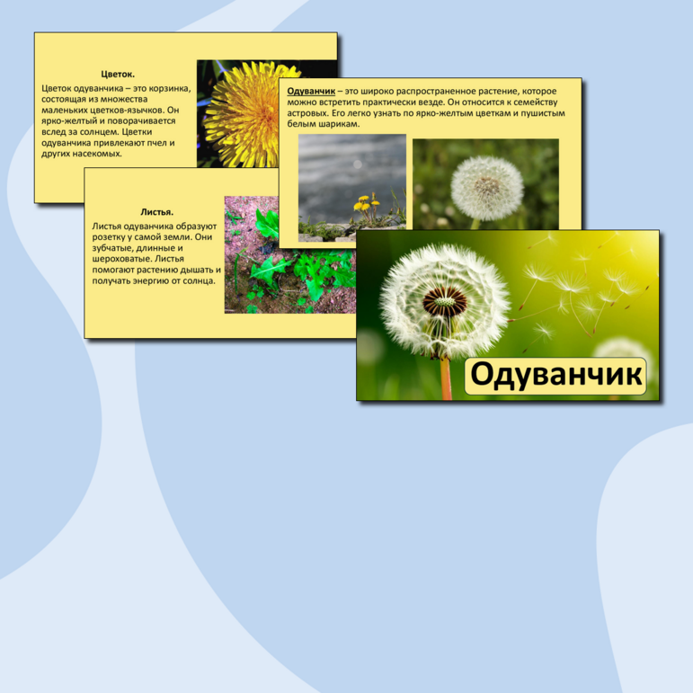 Презентация «Одуванчик».