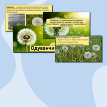 Презентация «Одуванчик».