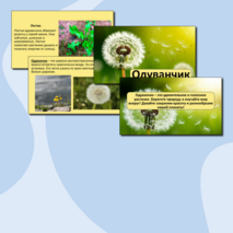 Презентация «Одуванчик».