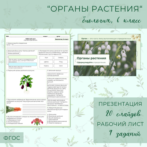 Комплект материалов «Органы растений» (6 класс): презентация и рабочий лист