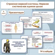 Презентация по биологии «Строение нервной системы. Нервная система как единое целое», 9 класс