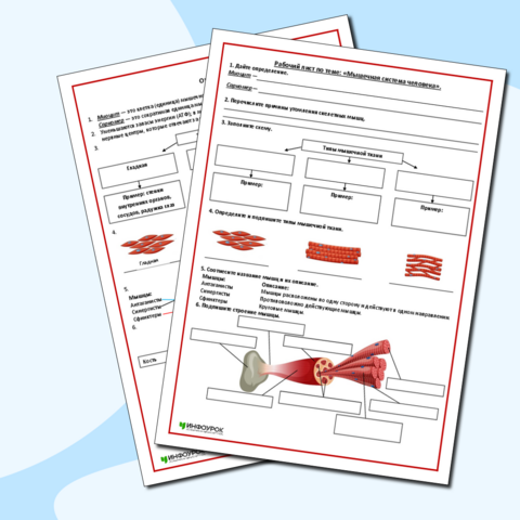Рабочий лист по биологии «Мышечная система человека» (9 класс)